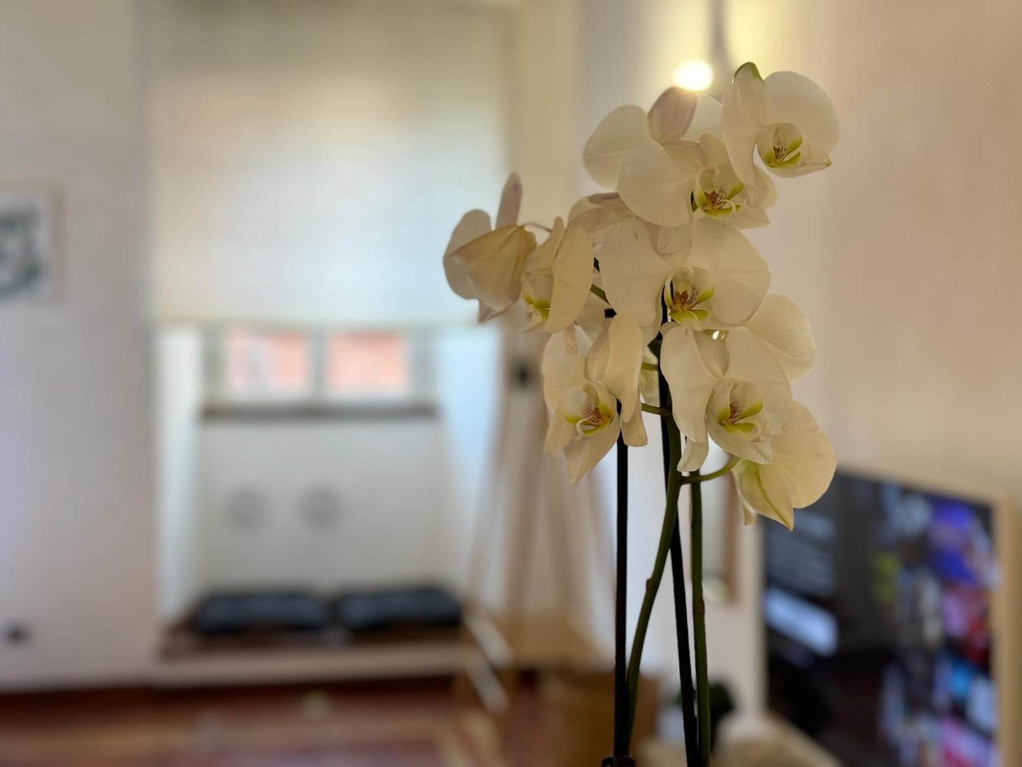 Il Vicoletto Marino Apartman Kültér fotó